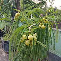 Bhumi Amla Plant (Phyllanthus Niruri)