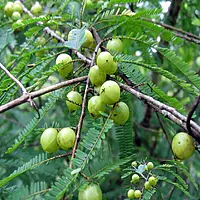 Bhumi Amla Plant (Phyllanthus Niruri)