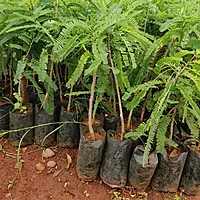 Bhumi Amla Plant (Phyllanthus Niruri)