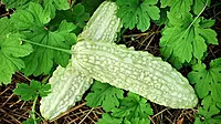 Bittergourd " White Long" Exotic 5Nos plants