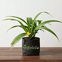 Black Musli Plant (Curculigo Orchioides)
