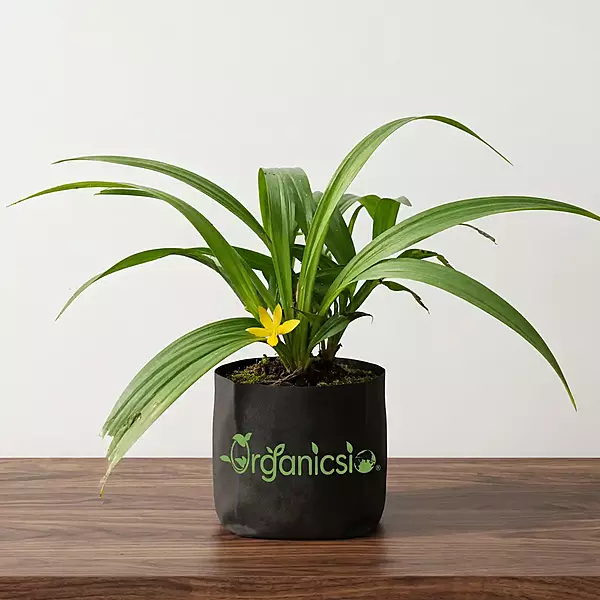 Black Musli Plant (Curculigo Orchioides)