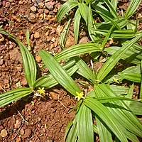 Black Musli Plant (Curculigo Orchioides)