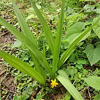 Black Musli Plant (Curculigo Orchioides)