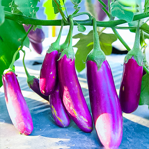 Brinjal Seeds