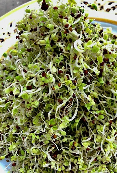 Organic Broccoli & Alfalfa Sprouts 20 Gms