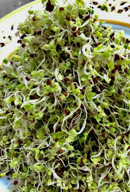 Organic Broccoli & Alfalfa Sprouts 20 Gms