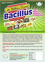 Bacillus Subtilis