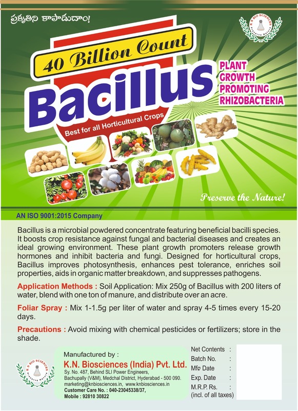 Bacillus Subtilis