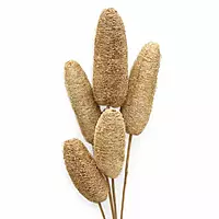 Natural loofah dry flowers sticks bundle for vase decor and eco-friendly styling by leafndeor