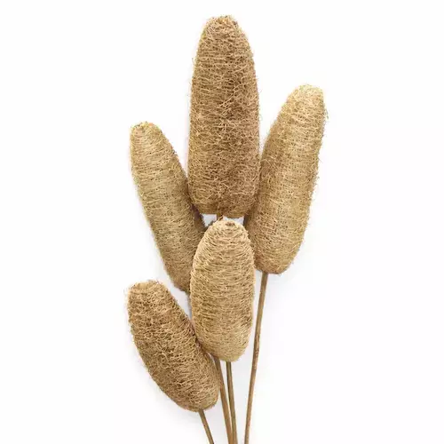 Natural loofah dry flowers sticks bundle for vase decor and eco-friendly styling by leafndeor