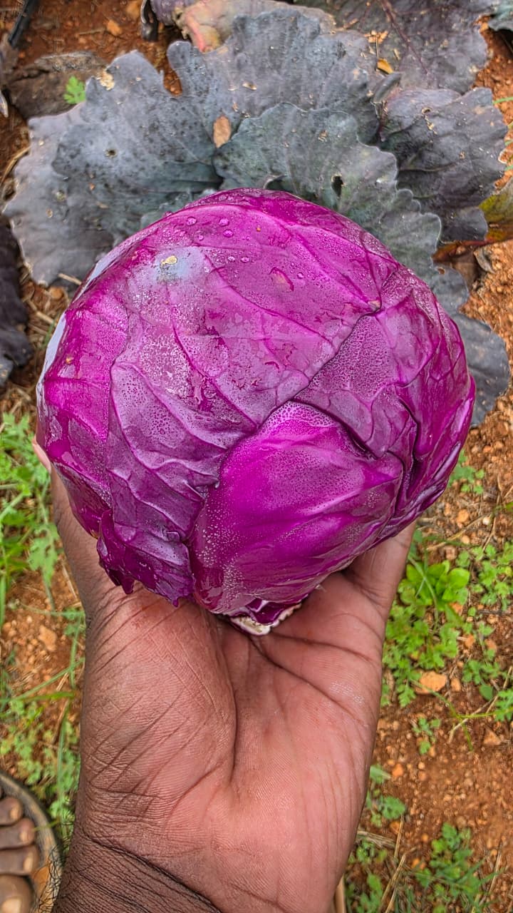 Purple cabbage- 1 piece