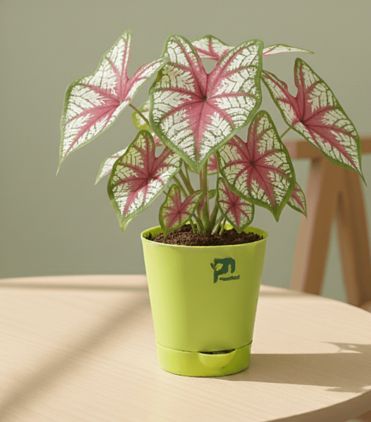 Caladium in 4 inch self watering pot