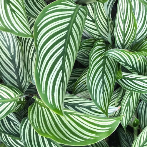 Calathea Vitata Calathea Vitata