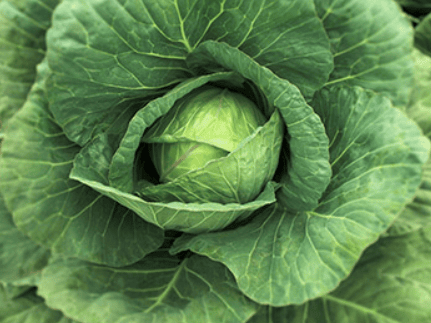 CABBAGE ( APX WT 600- 900 GMS)