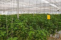 Protected Cultivation Crop Planning & Yield Optimization Training