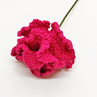 Carnation (Bunch of 6) Carnation (Bunch of 6)
