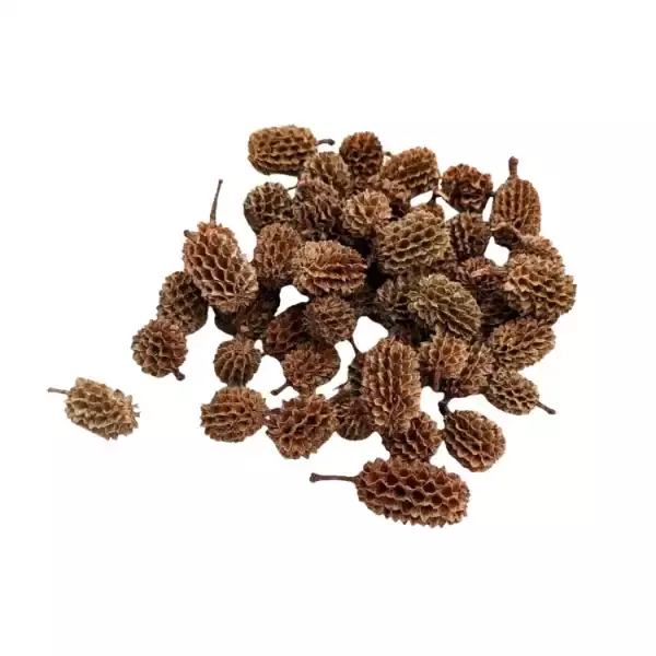 Natural dried Casuarina cones for potpourri blends and decorative aromatic arrangements by LeafnDeor