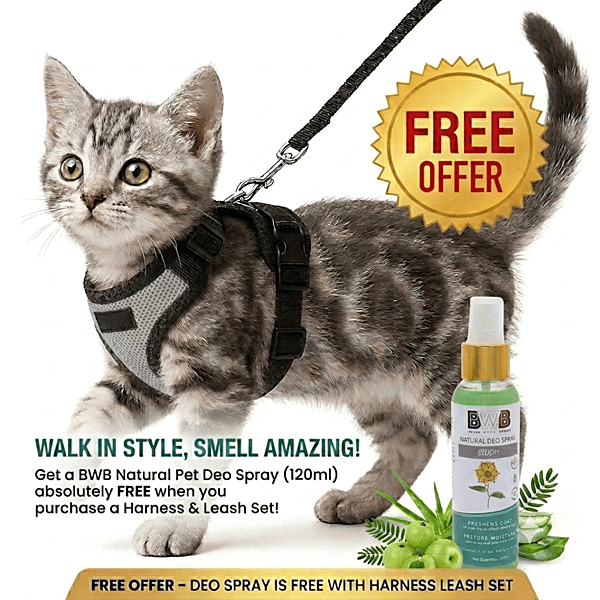 Cat NO-PULL with Leash Harness (Mesh)-Grey-XS Cat NO-PULL with Leash Harness (Mesh)-Grey-XS