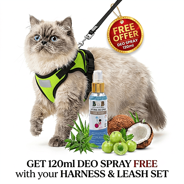 Cat NO-PULL with Leash Harness (Mesh)-green-S Cat NO-PULL with Leash Harness (Mesh)-green-S