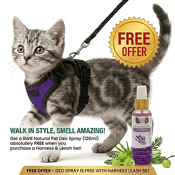 Cat NO-PULL with Leash Harness (Mesh)-Purple-XXS Cat NO-PULL with Leash Harness (Mesh)-Purple-XXS