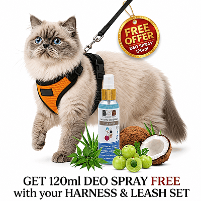 Cat NO-PULL with Leash Harness (Mesh)-orange-S Cat NO-PULL with Leash Harness (Mesh)-orange-S