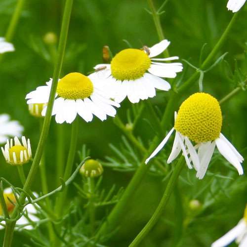 Chamomile Flower Tea – 100% Natural, Caffeine-Free Herbal Tea | Calming & Sleep Support 30 gram