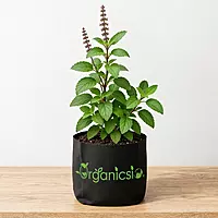 Chandan Tulsi Plant (Ocimum sanctum L)