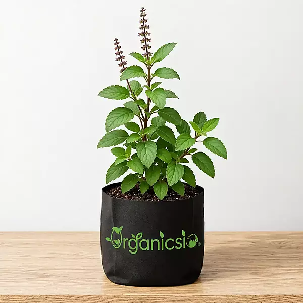 Chandan Tulsi Plant (Ocimum sanctum L)