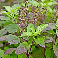 Chandan Tulsi Plant (Ocimum sanctum L)