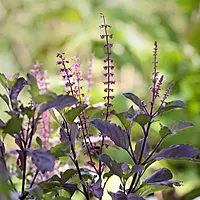 Chandan Tulsi Plant (Ocimum sanctum L)