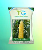 Hybrid Sweet Corn TG-Golden Sweet