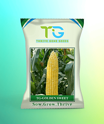 Hybrid Sweet Corn TG-Golden Sweet
