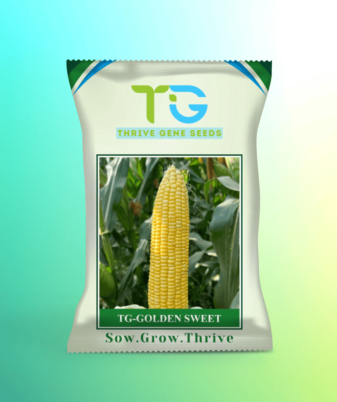 Hybrid Sweet Corn TG-Golden Sweet
