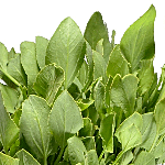 CHUKKA KURA (Sorrel) -100Gms