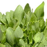 CHUKKA KURA (Sorrel) -100Gms