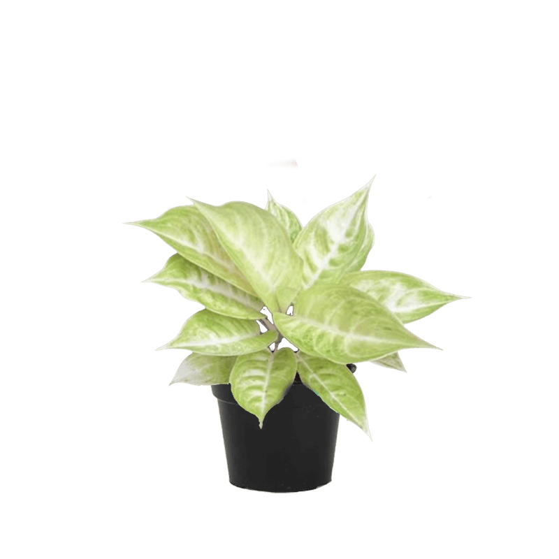 Aglaonema Claudia