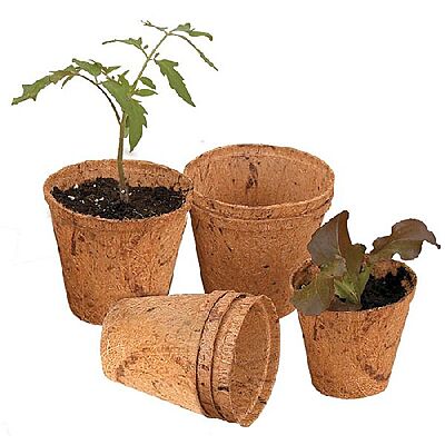 Coir Pot - 6.5