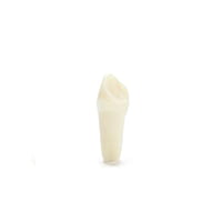 Columbia Dentoform Typodont Ivorine Teeth T-560