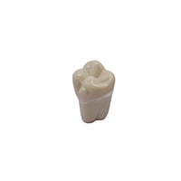 Columbia Dentoform Typodont Ivorine Teeth T-560