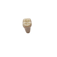 Columbia Dentoform Typodont Ivorine Teeth T-560