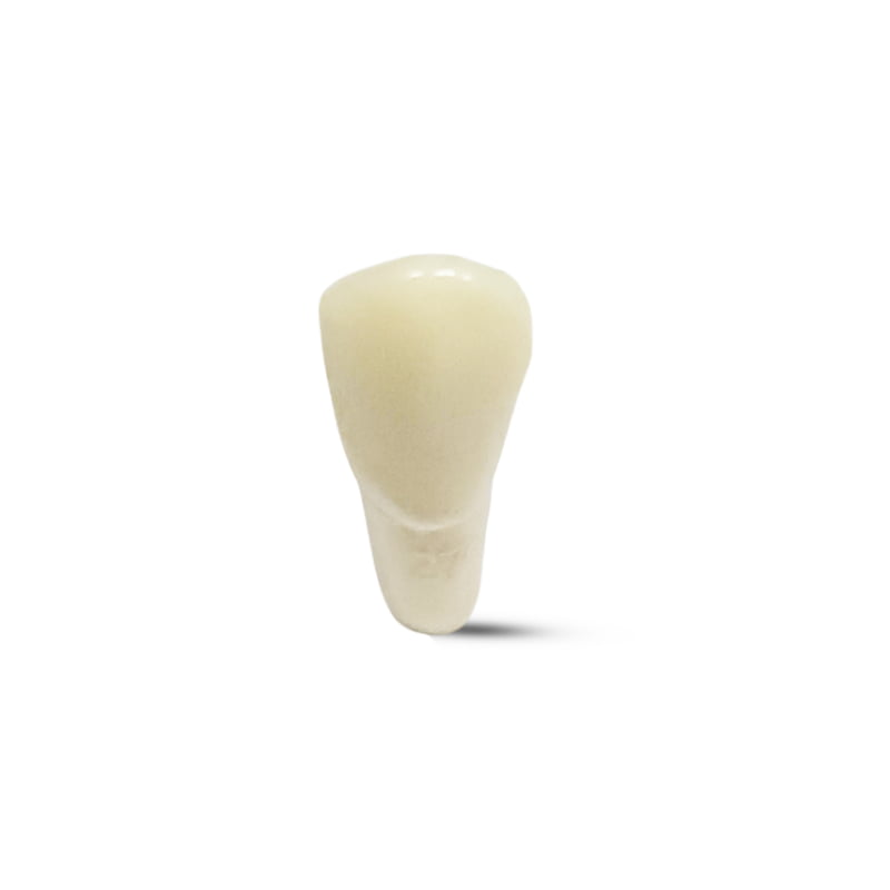 Columbia Dentoform Typodont Ivorine Teeth T-560