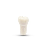 Columbia Dentoform Typodont Ivorine Teeth T-560
