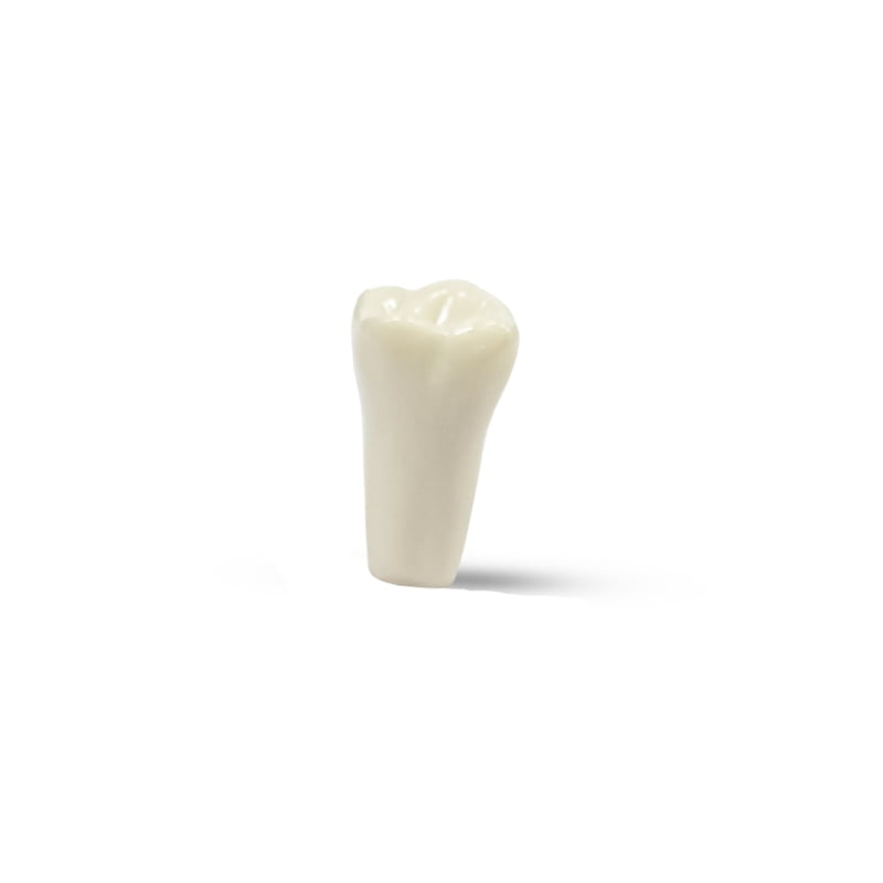 Columbia Dentoform Typodont Ivorine Teeth T-860