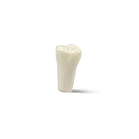 Columbia Dentoform Typodont Ivorine Teeth T-860