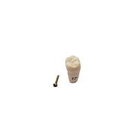 Columbia Dentoform Typodont Ivorine Teeth T-860
