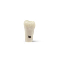 Columbia Dentoform Typodont Ivorine Teeth T-860