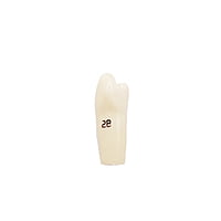Columbia Dentoform Typodont Ivorine Teeth T-860
