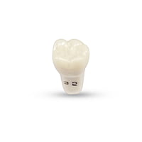 Columbia Dentoform Typodont Ivorine Teeth T-860