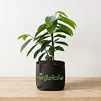 Corossol Soursop Plant (Annona Muricata)